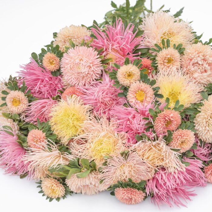 Aster Sweetbar Mix - obrazek 3