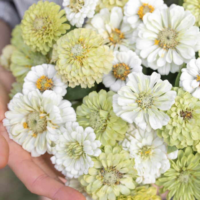 Cynia Pear Blossom Mix - obrazek 2