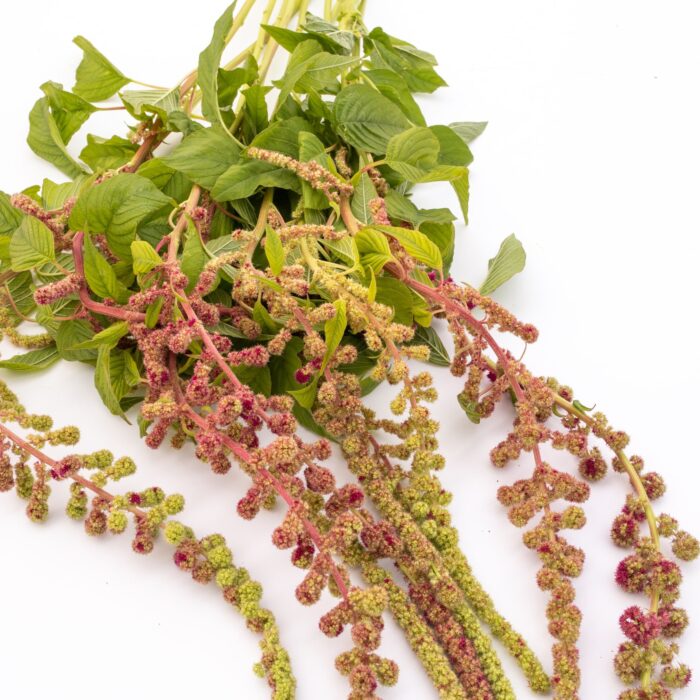 Amaranthus Mira