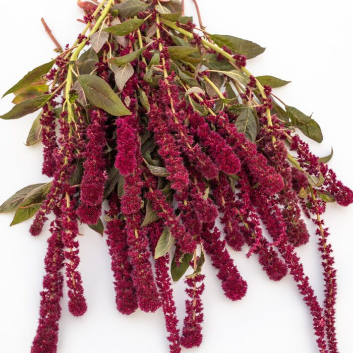 Amaranthus  Tower Red (Loukykvet)