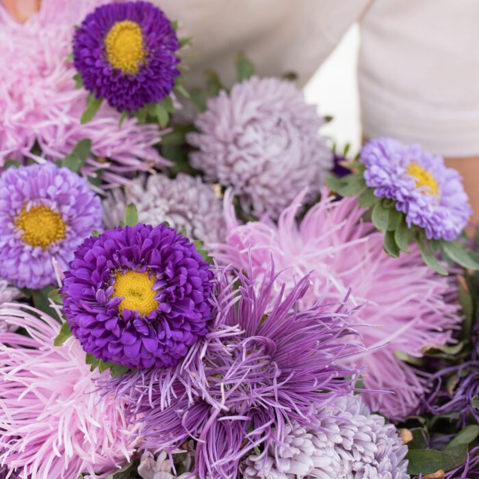 Aster Violet Mix - obrazek 2