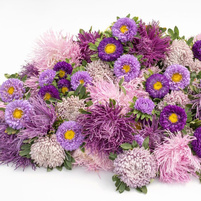 Aster Violet Mix - obrazek 3