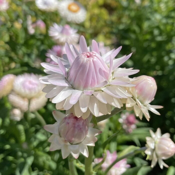 Kocanka ogrodowa Silvery Rose (Fam Flower) - obrazek 3