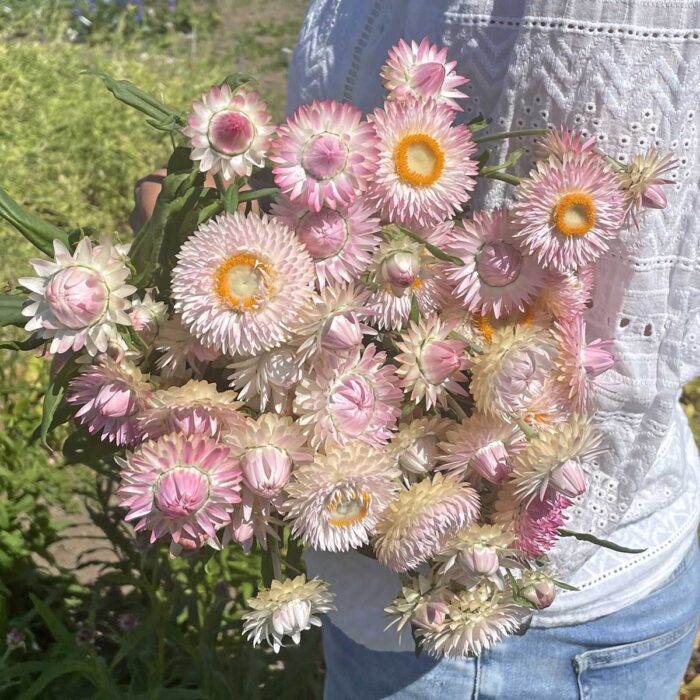 Kocanka ogrodowa Silvery Rose (Fam Flower)