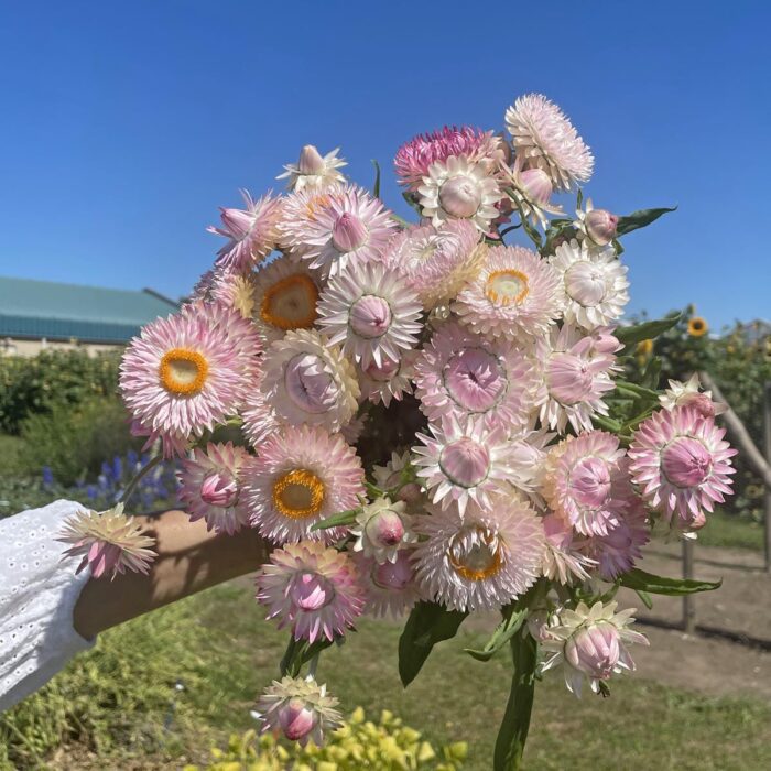 Kocanka ogrodowa Silvery Rose (Fam Flower) - obrazek 2