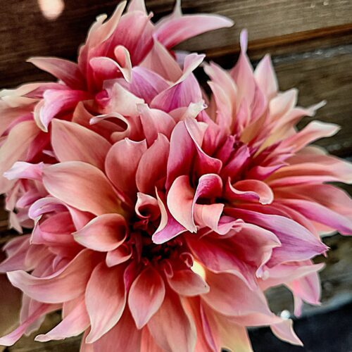 Dalie holenderskie Dekoracyjne duże kwiaty