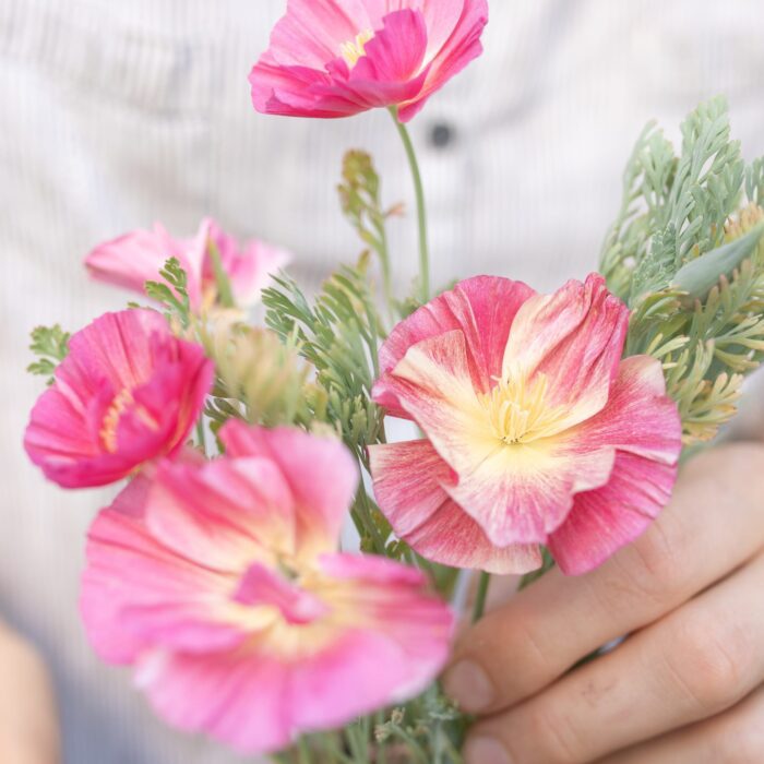 Maczek kalifornijski Rose Chiffon