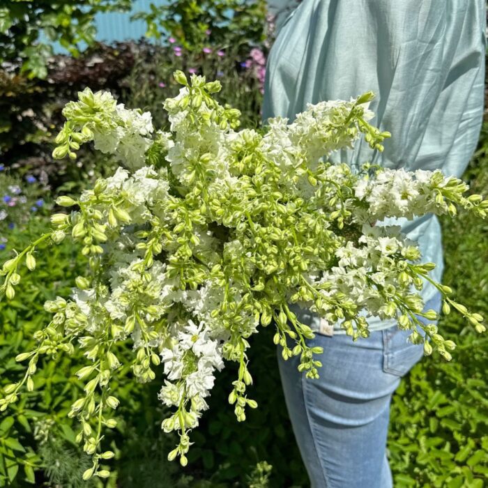 Ostróżeczka EVA White (Fam Flower)