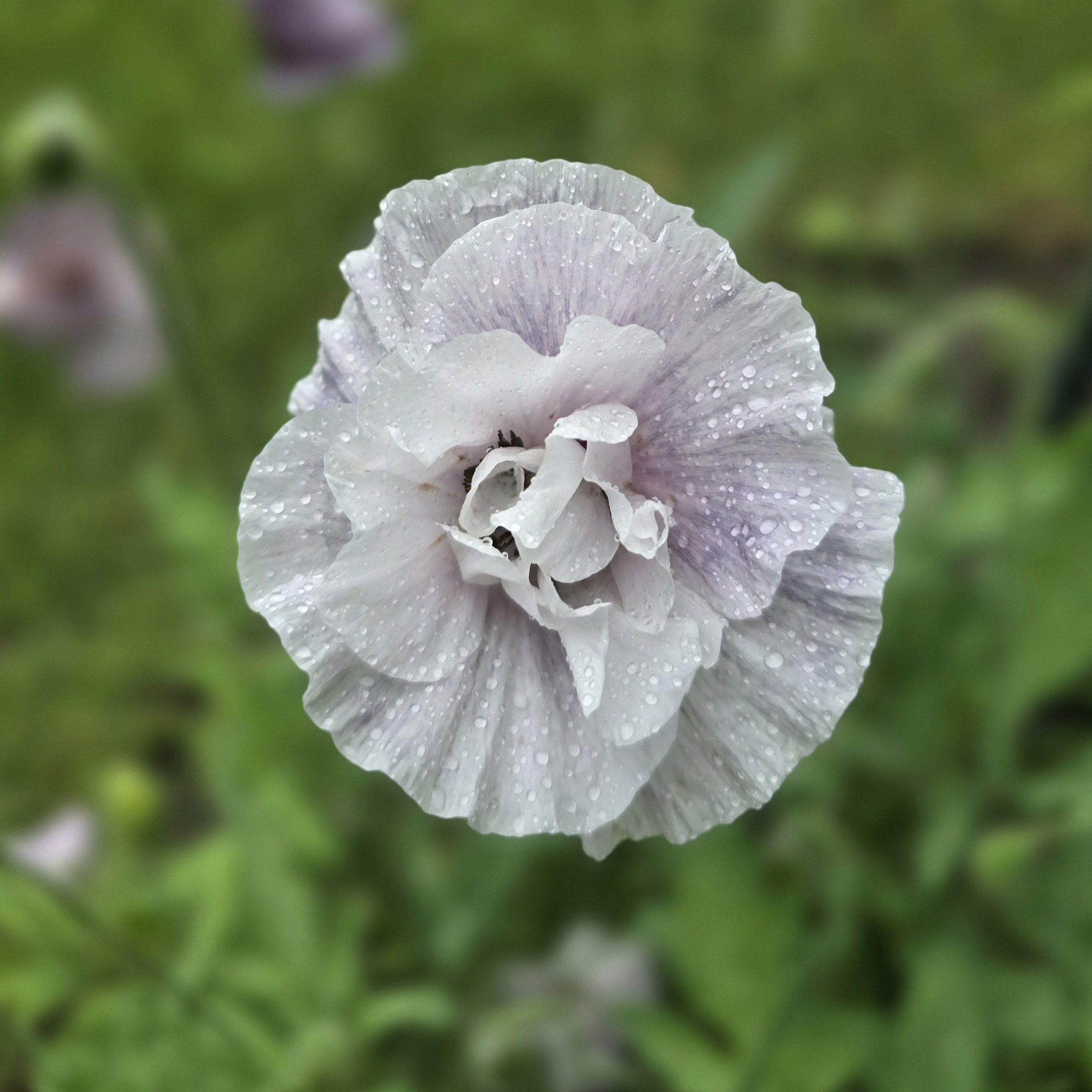 Mak polny Amazing Grey (Loukykvet) - obrazek 3