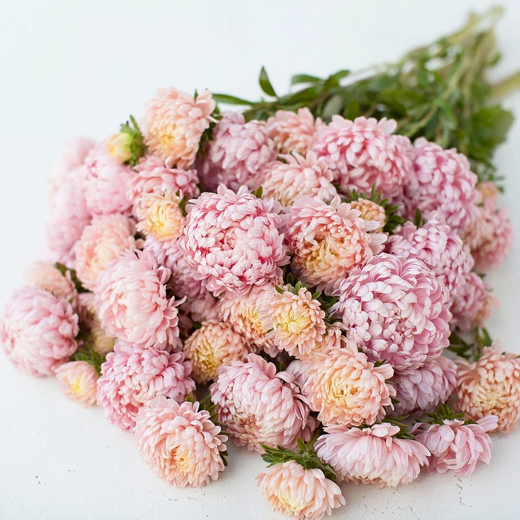 Aster Duchesse Apricot Primakytky Eva W Ogrodzie