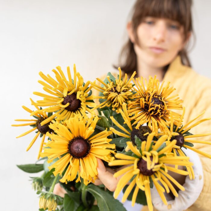 Rudbekia Chim Chiminee (Loukykvet)