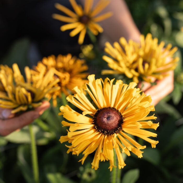 Rudbekia Chim Chiminee (Loukykvet) - obrazek 2