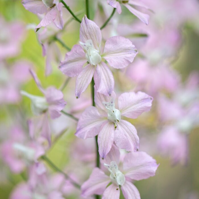 Ostróżeczka Fancy Belladonna (Loukykvet) - obrazek 3