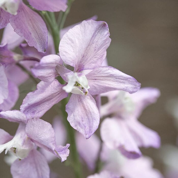 Ostróżeczka Fancy Belladonna (Loukykvet)