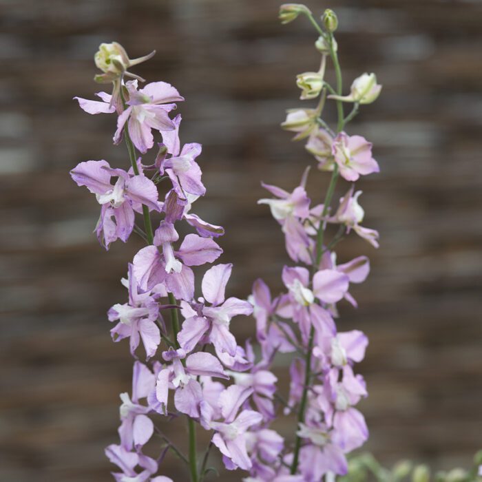 Ostróżeczka Fancy Belladonna (Loukykvet) - obrazek 2