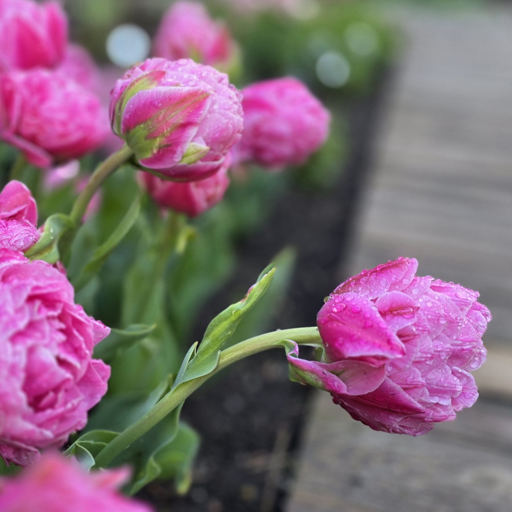 Tulipan Strawberry Cream 10 szt - obrazek 7