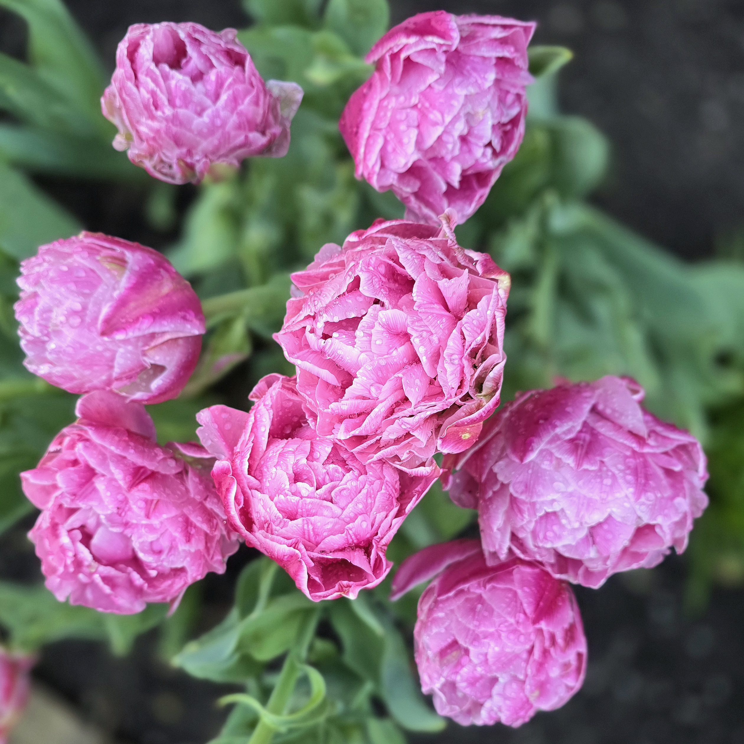 Tulipan Strawberry Cream 10 szt - obrazek 9