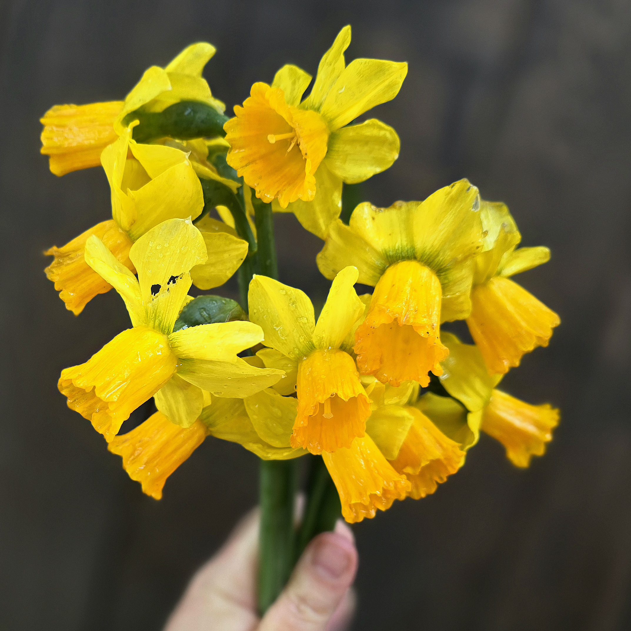 Narcyz Jetfire BIG PACZKA 30 szt - obrazek 3