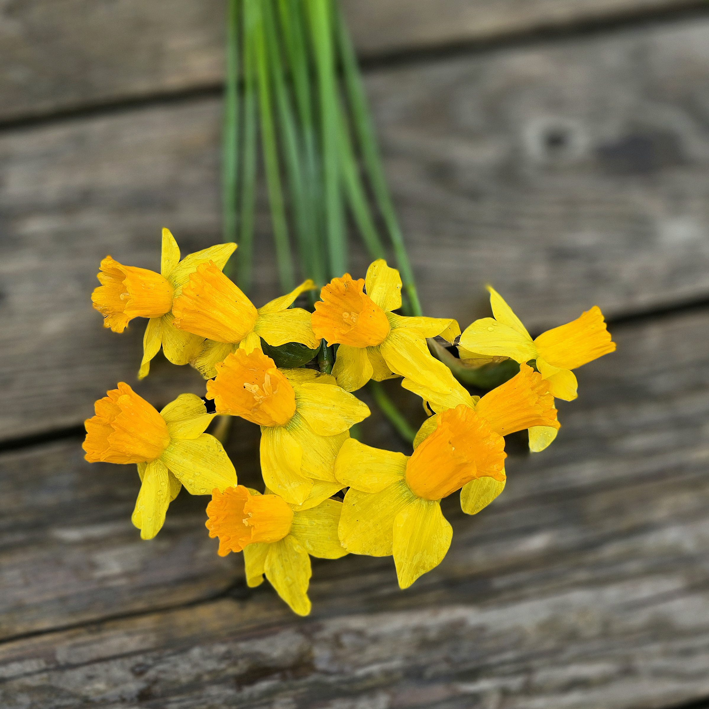 Narcyz Jetfire BIG PACZKA 30 szt - obrazek 4