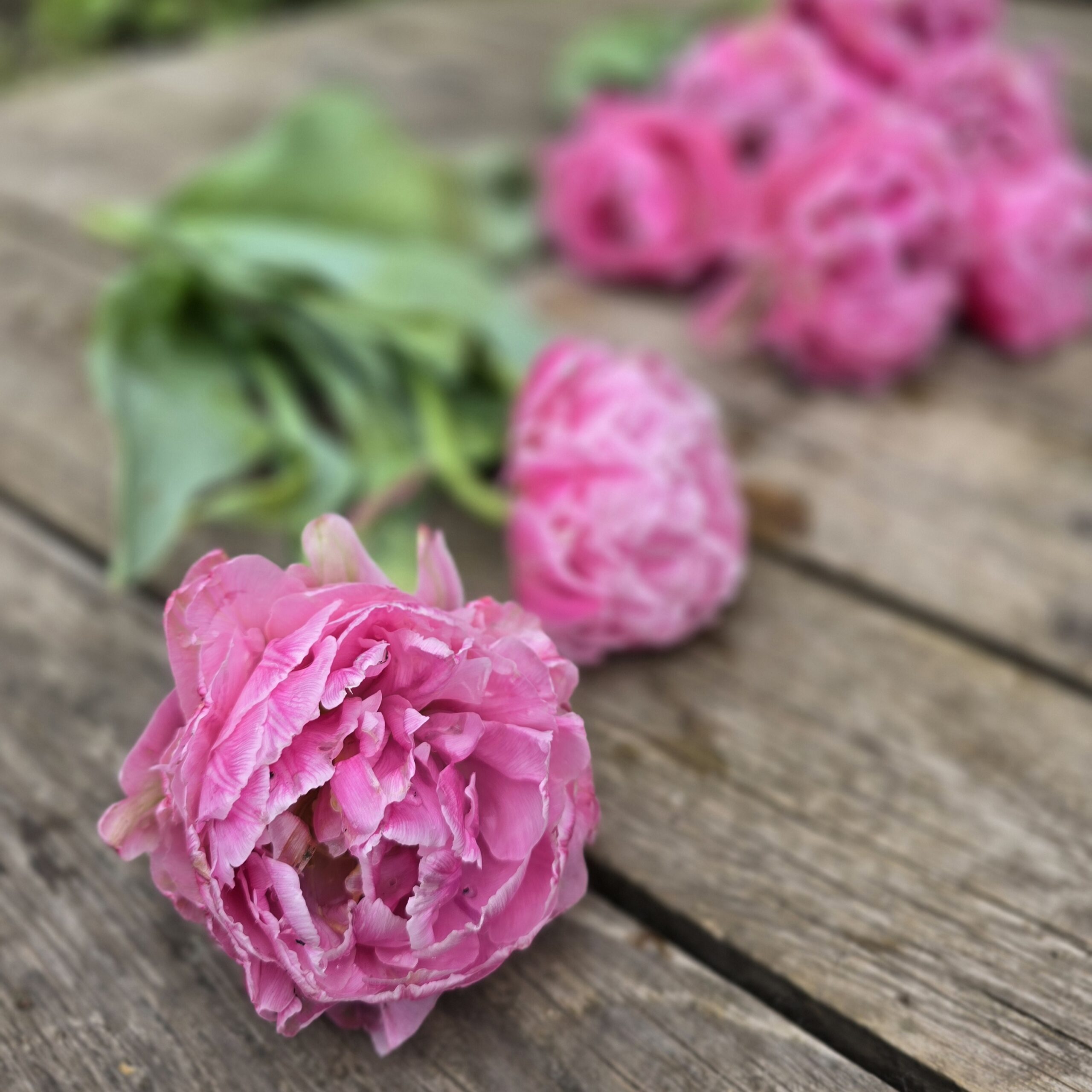 Tulipan Strawberry Cream 10 szt - obrazek 5