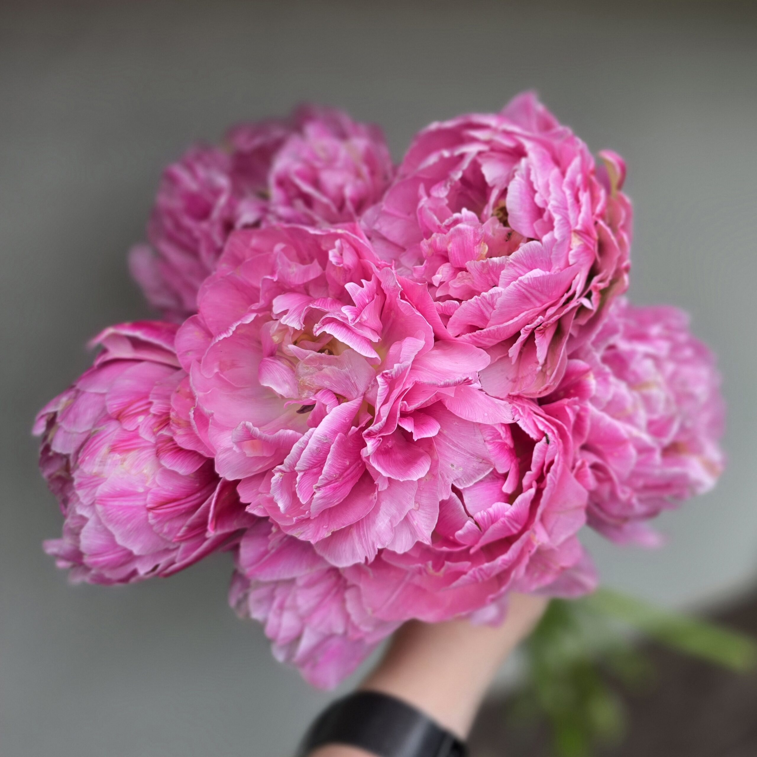 Tulipan Strawberry Cream 10 szt - obrazek 3