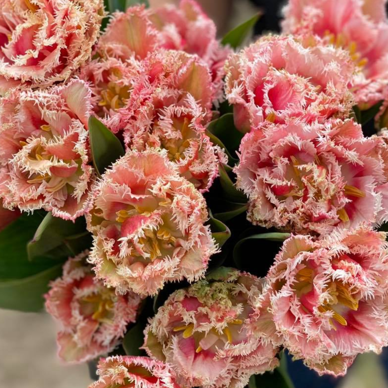 Tulipan Queensland - obrazek 3