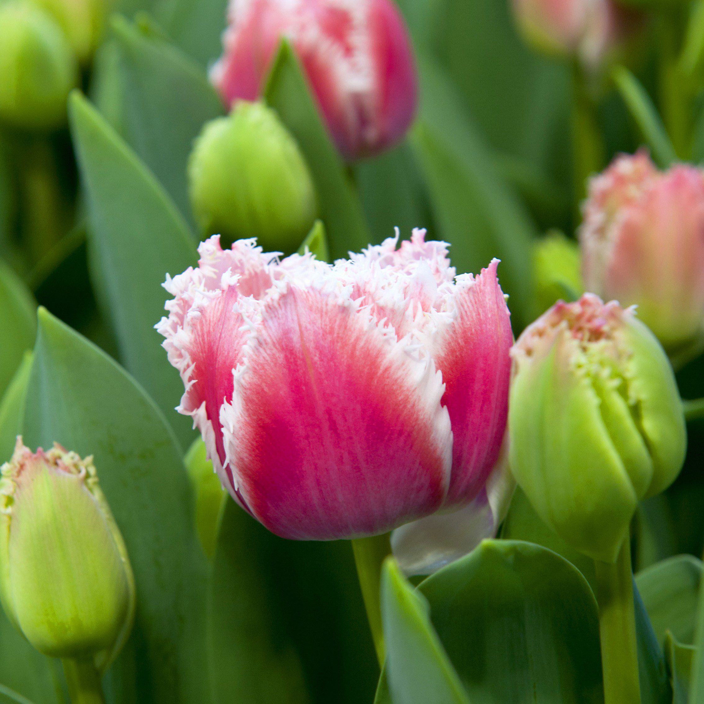 Tulipan Queensland - obrazek 6