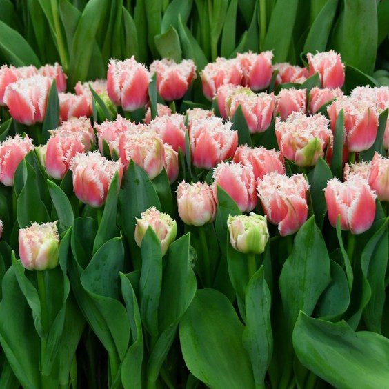 Tulipan Queensland - obrazek 5