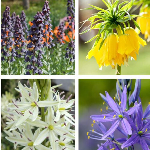 Kamasje, Szachownice