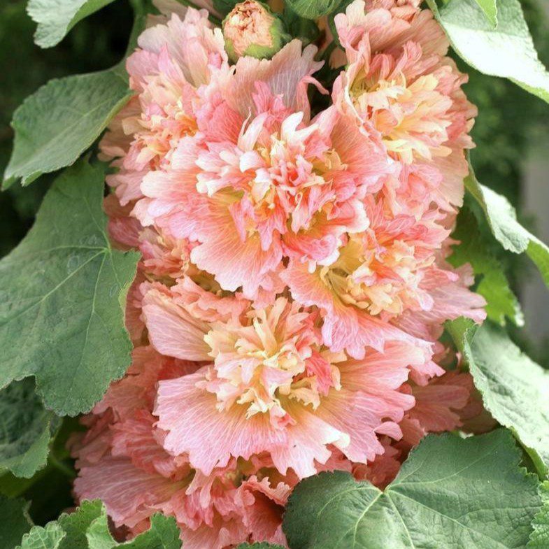 Malwa karłowa Spring Celebrities Apricot (Holland Flowers) - obrazek 3