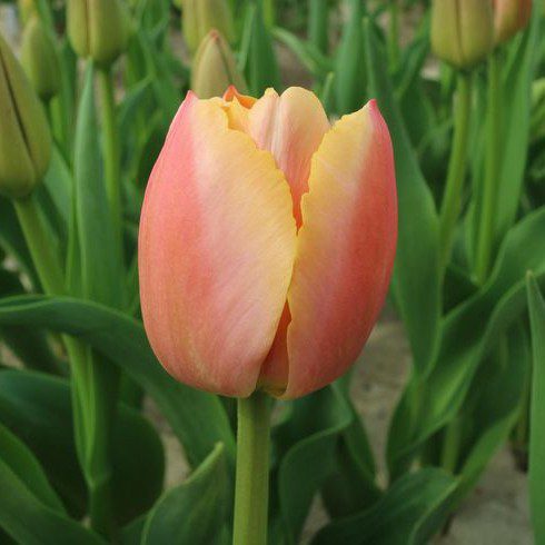 Tulipan Orange Pride BIG PACZKA 30 szt - obrazek 4
