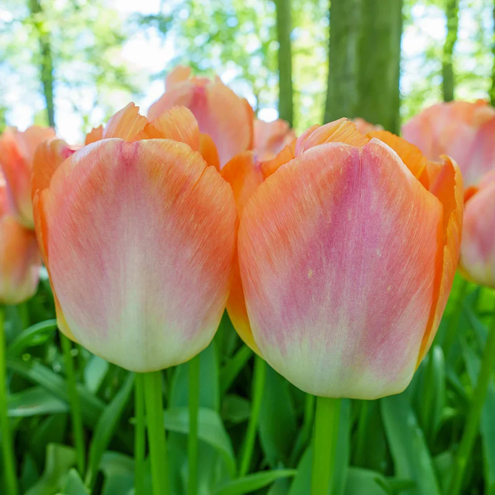 Tulipan Orange Pride BIG PACZKA 30 szt - obrazek 3