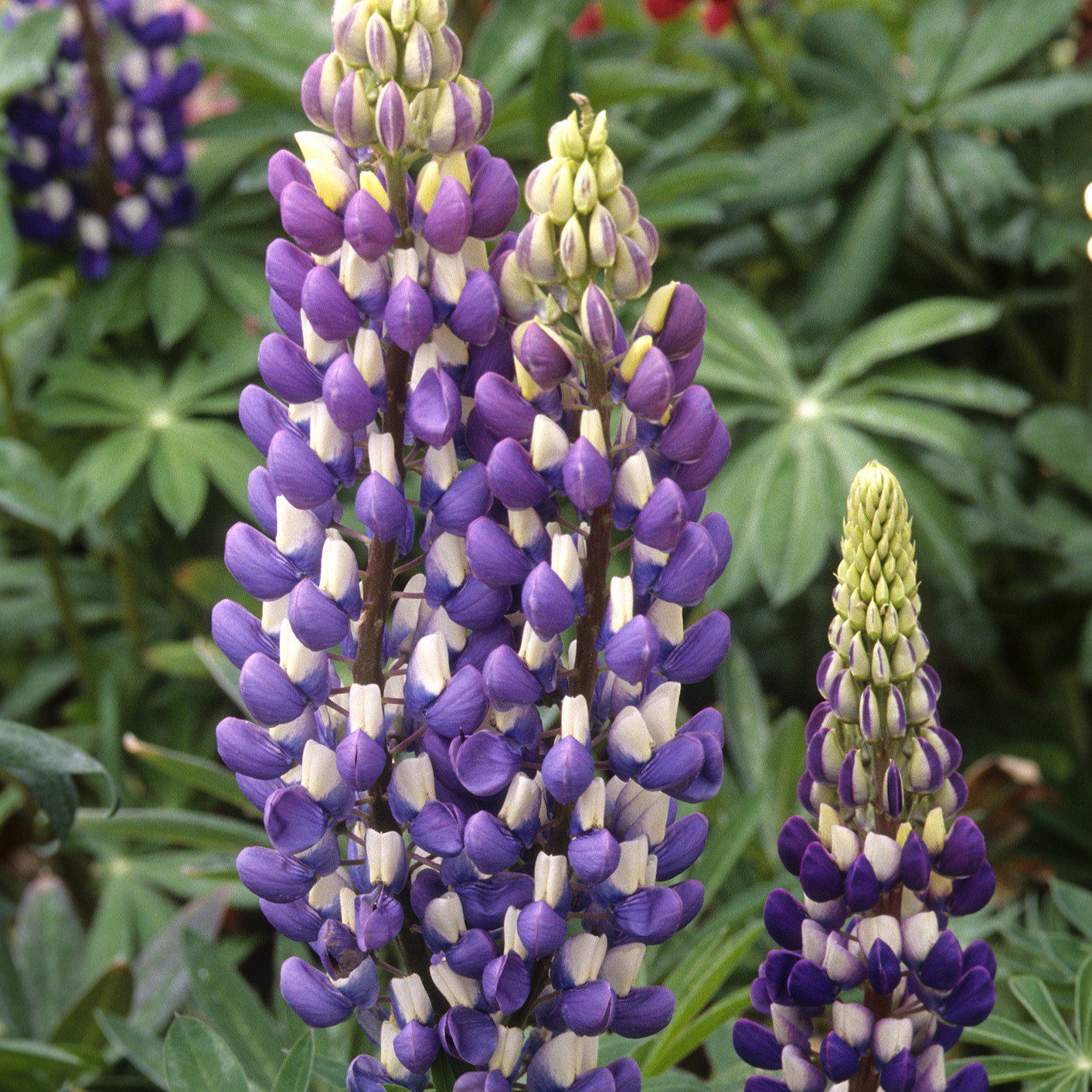 Łubin trwały Russel The Governor (Holland Flowers) - obrazek 3