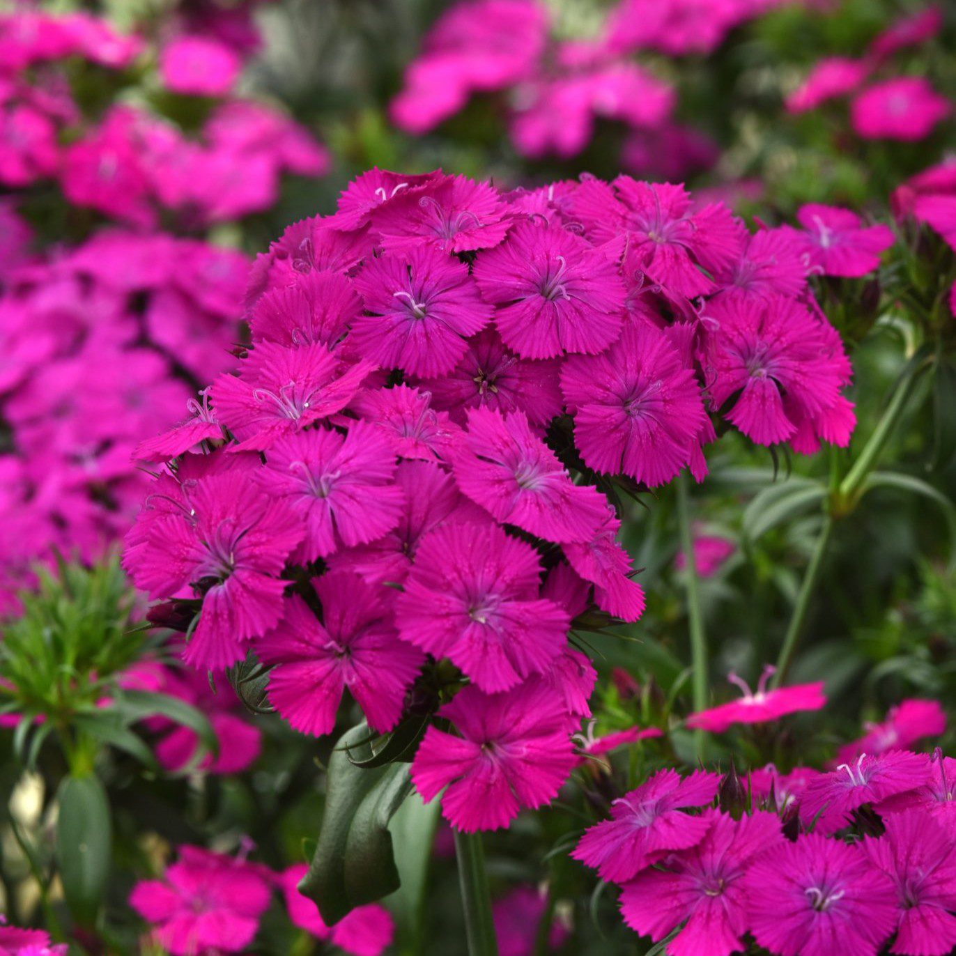 Goździk brodaty Sweet Neo Purple (Holland Flowers) STARE OPAKOWANIE - obrazek 3