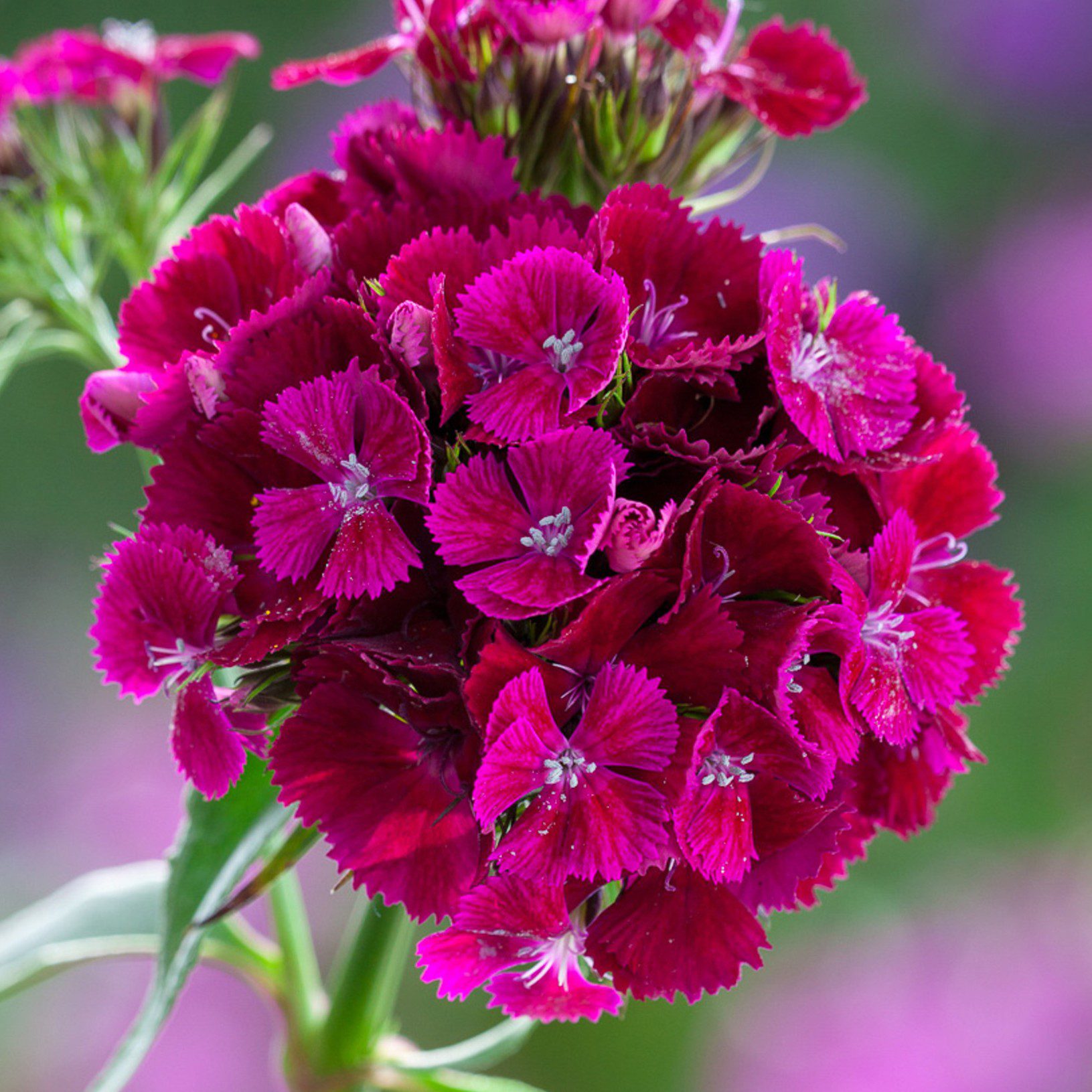 Goździk brodaty Sweet Neo Purple (Holland Flowers) STARE OPAKOWANIE - obrazek 4