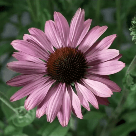 Jeżówka Prairie Splendor Compact Dark Rose (Holland Flowers) - obrazek 3