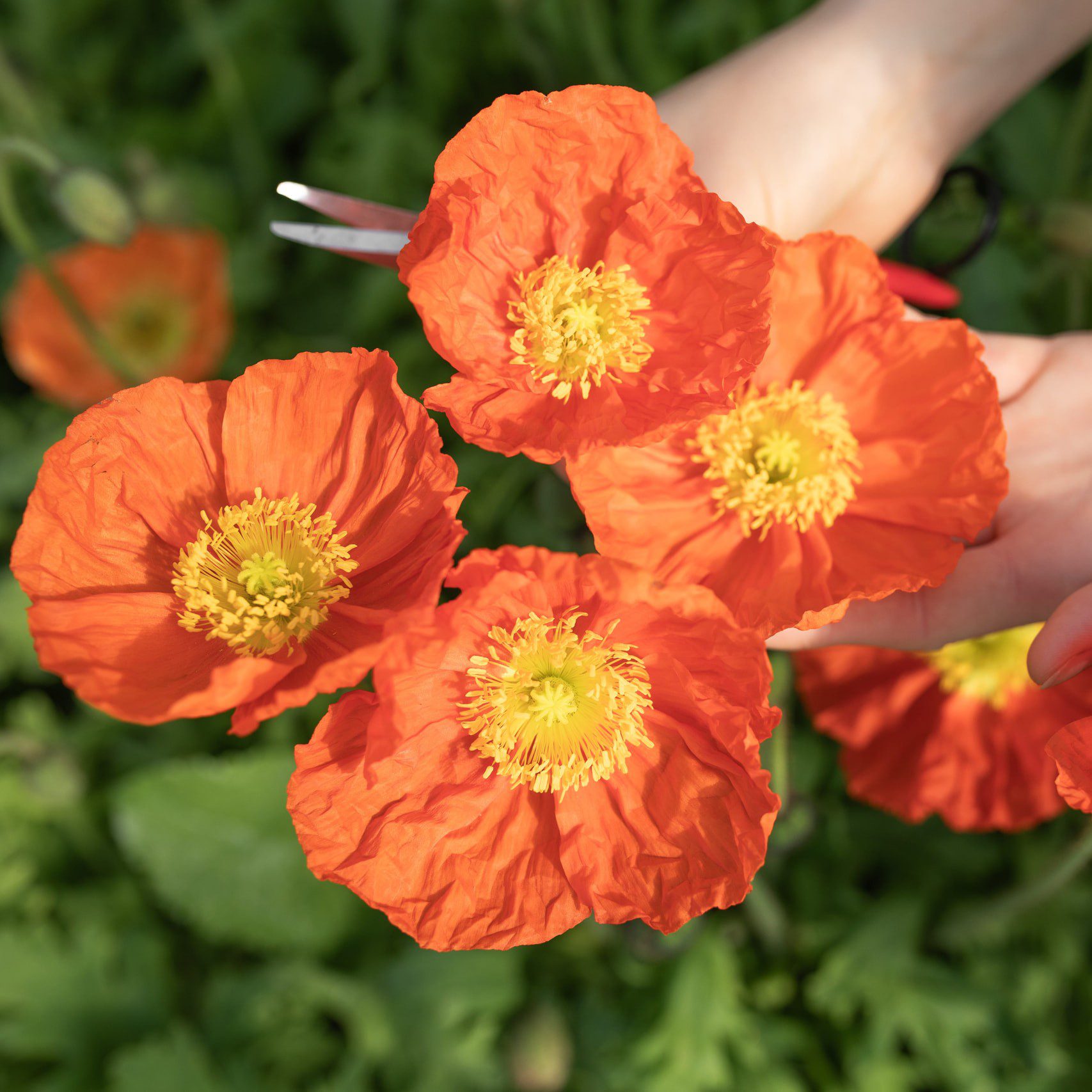 Mak islandzki Champagne Bubbles Orange (Loukykvet) - obrazek 3