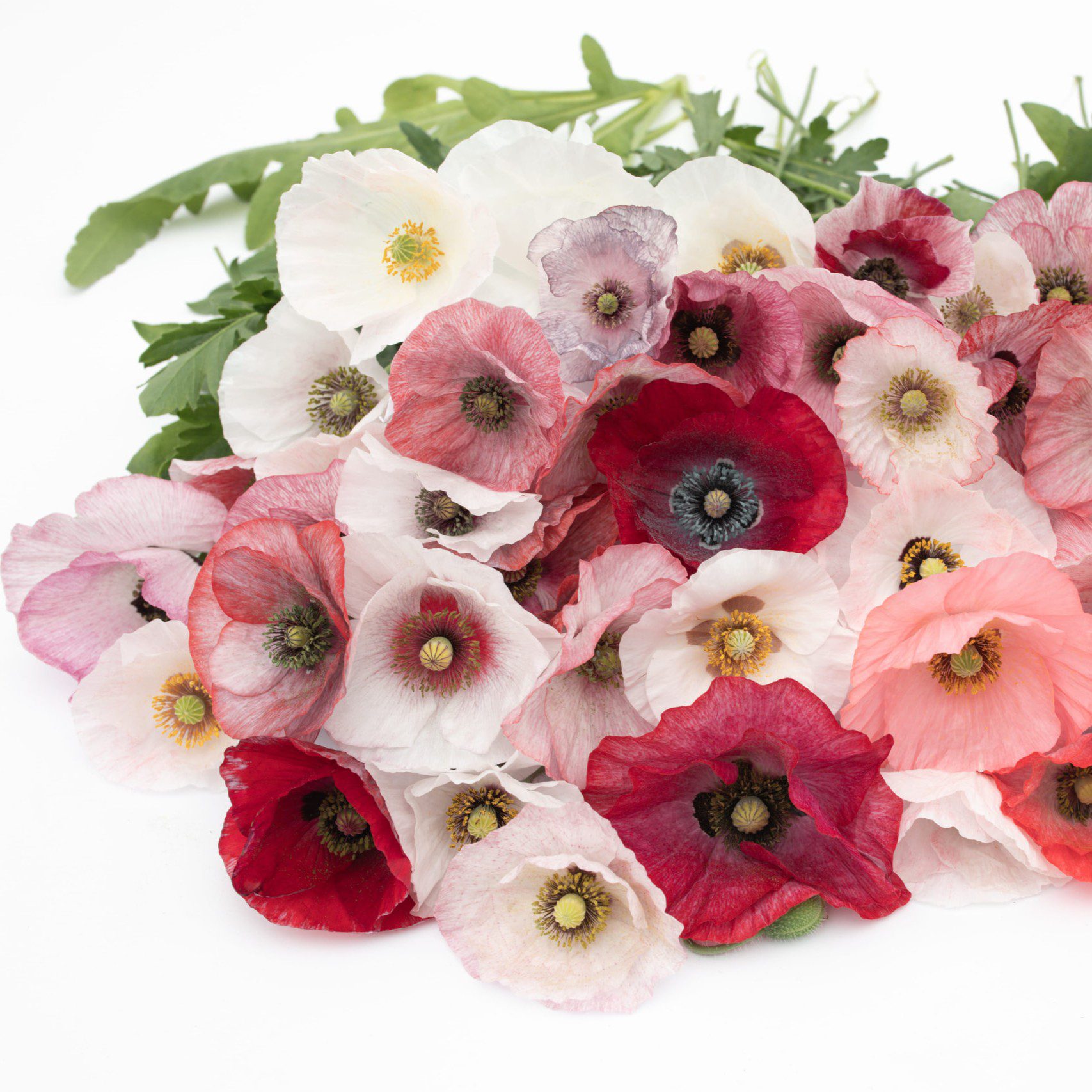 Mak polny Mother of Pearl Mix (Loukykvet) - obrazek 3