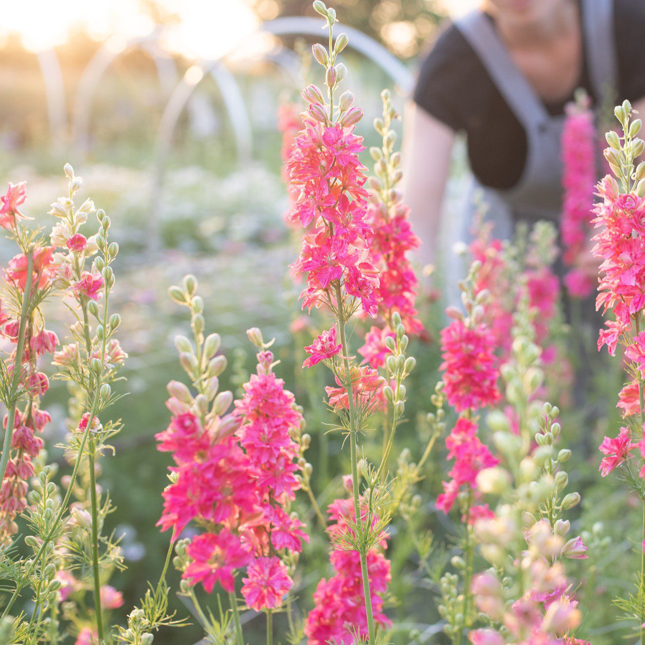 Ostróżeczka QIS Carmine (Loukykvet) - obrazek 4