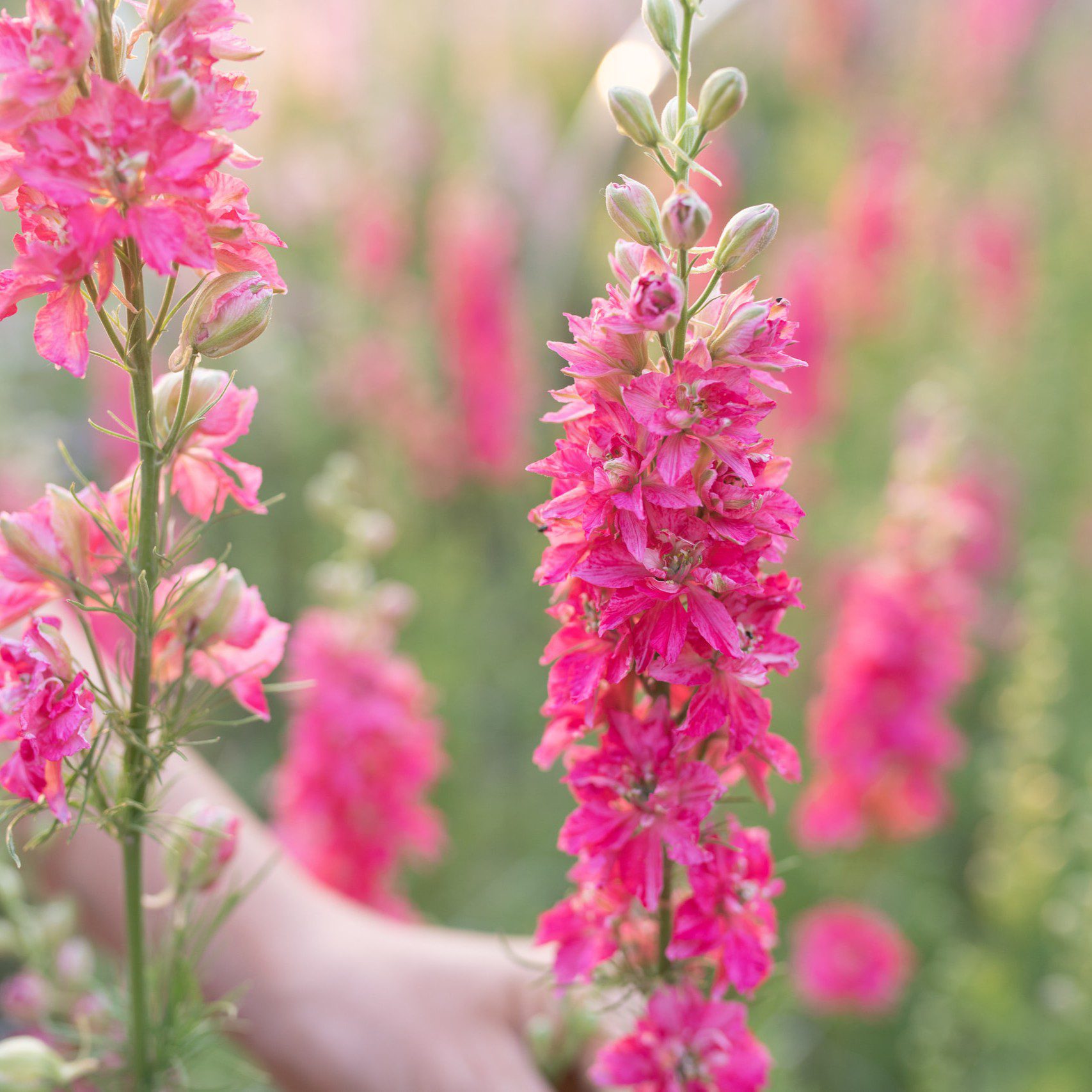 Ostróżeczka QIS Carmine (Loukykvet) - obrazek 3
