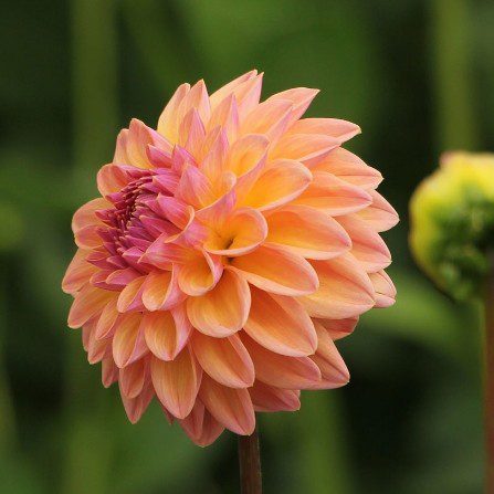 Moderato - obrazek 5