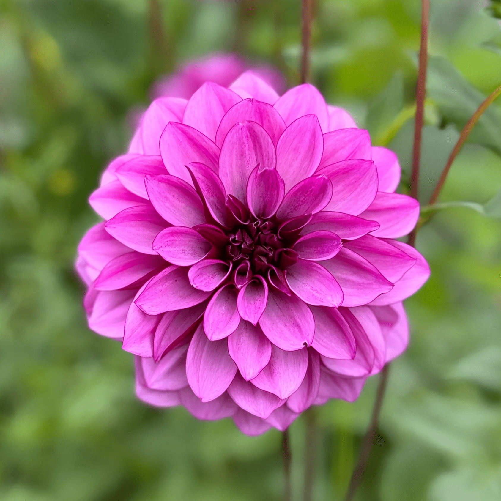 Cranberry Classic - obrazek 3