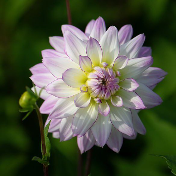 Crazy Love - obrazek 2