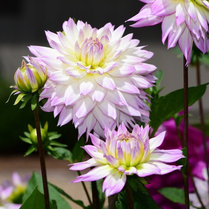 Crazy Love - obrazek 4