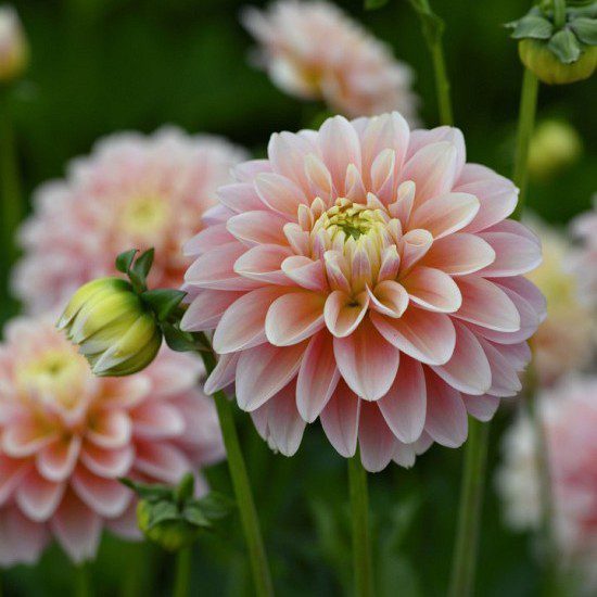 Giovanna - obrazek 2