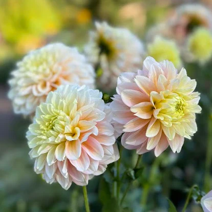 Giovanna - obrazek 3