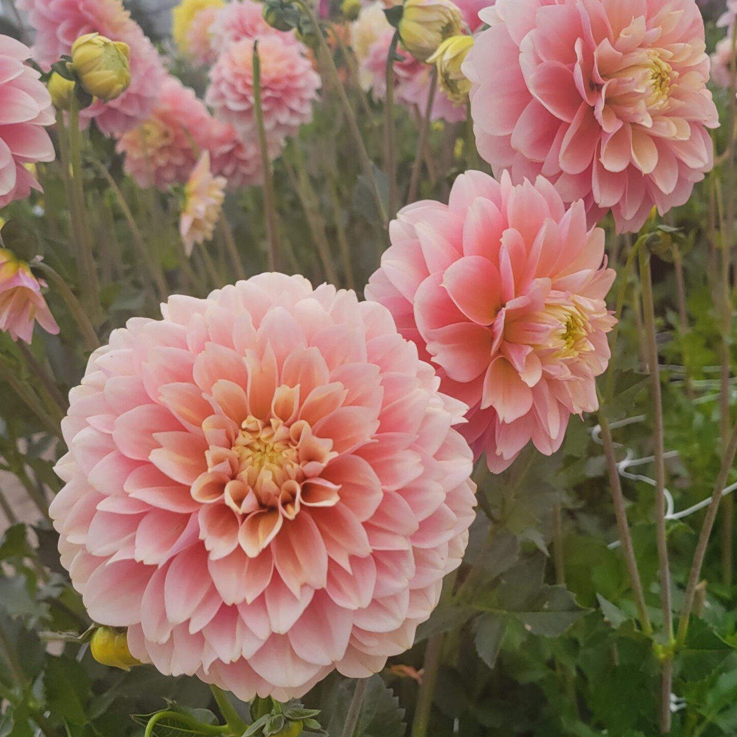 Giovanna - obrazek 4