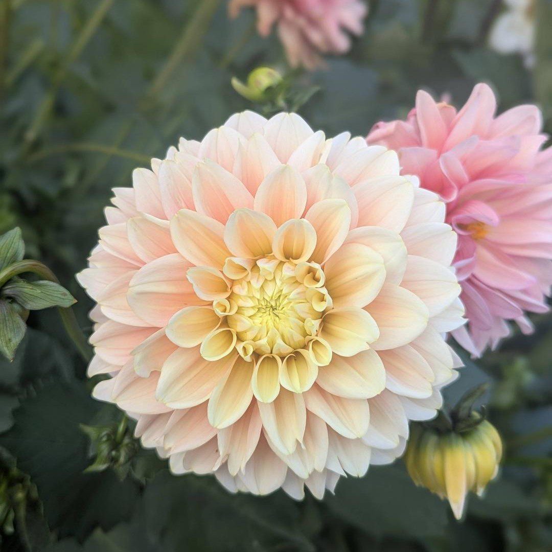 Giovanna - obrazek 5