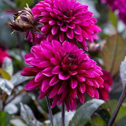 Jennifer Mary Ellen - obrazek 2