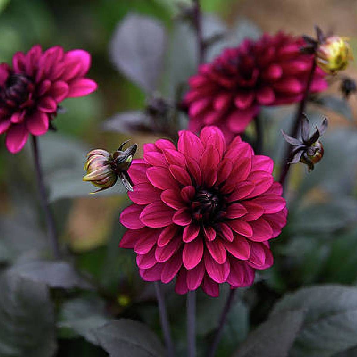 Jennifer Mary Ellen - obrazek 5